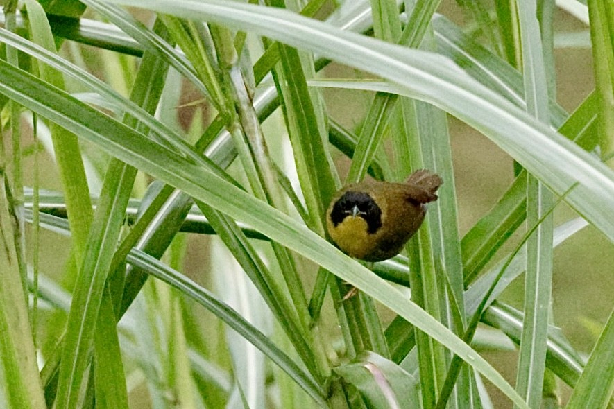 Olive-crowned Yellowthroat - ML615315263