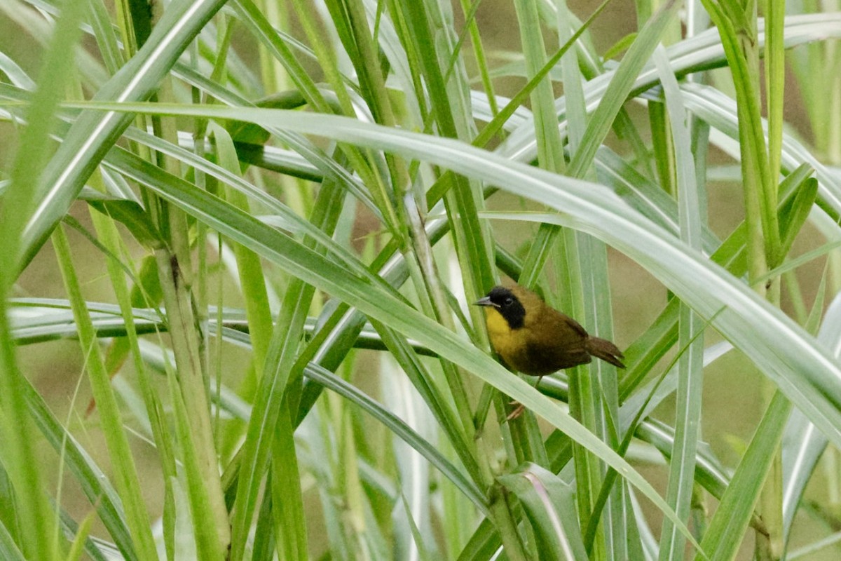Olive-crowned Yellowthroat - ML615315266