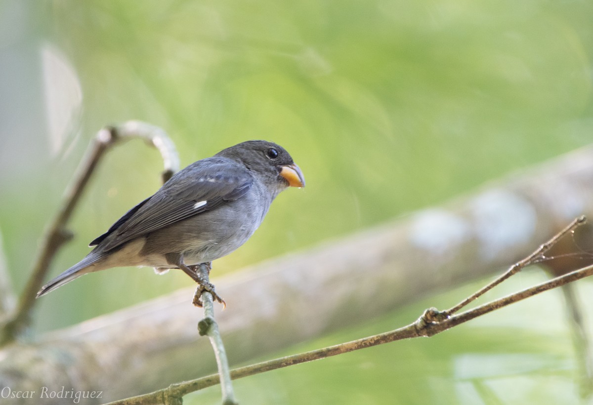 Temminck's Seedeater - Oscar  Rodriguez CON-Paraguay Birding & Nature