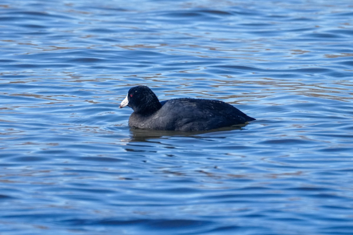 American Coot - Rick Veazey