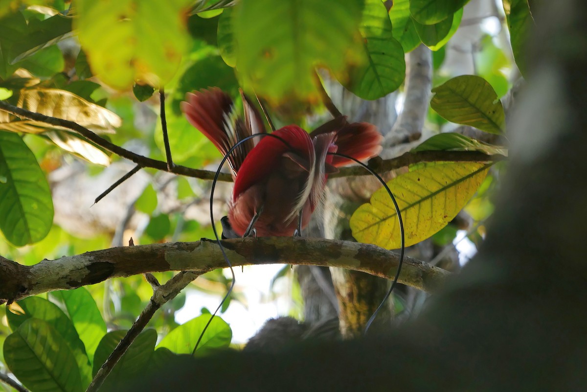 Red Bird-of-Paradise - ML615315619