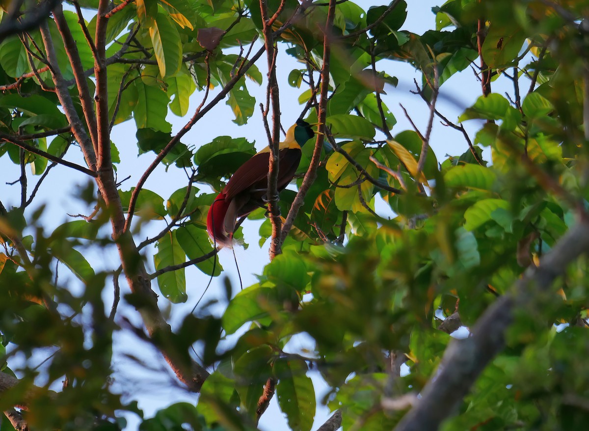Red Bird-of-Paradise - ML615315620