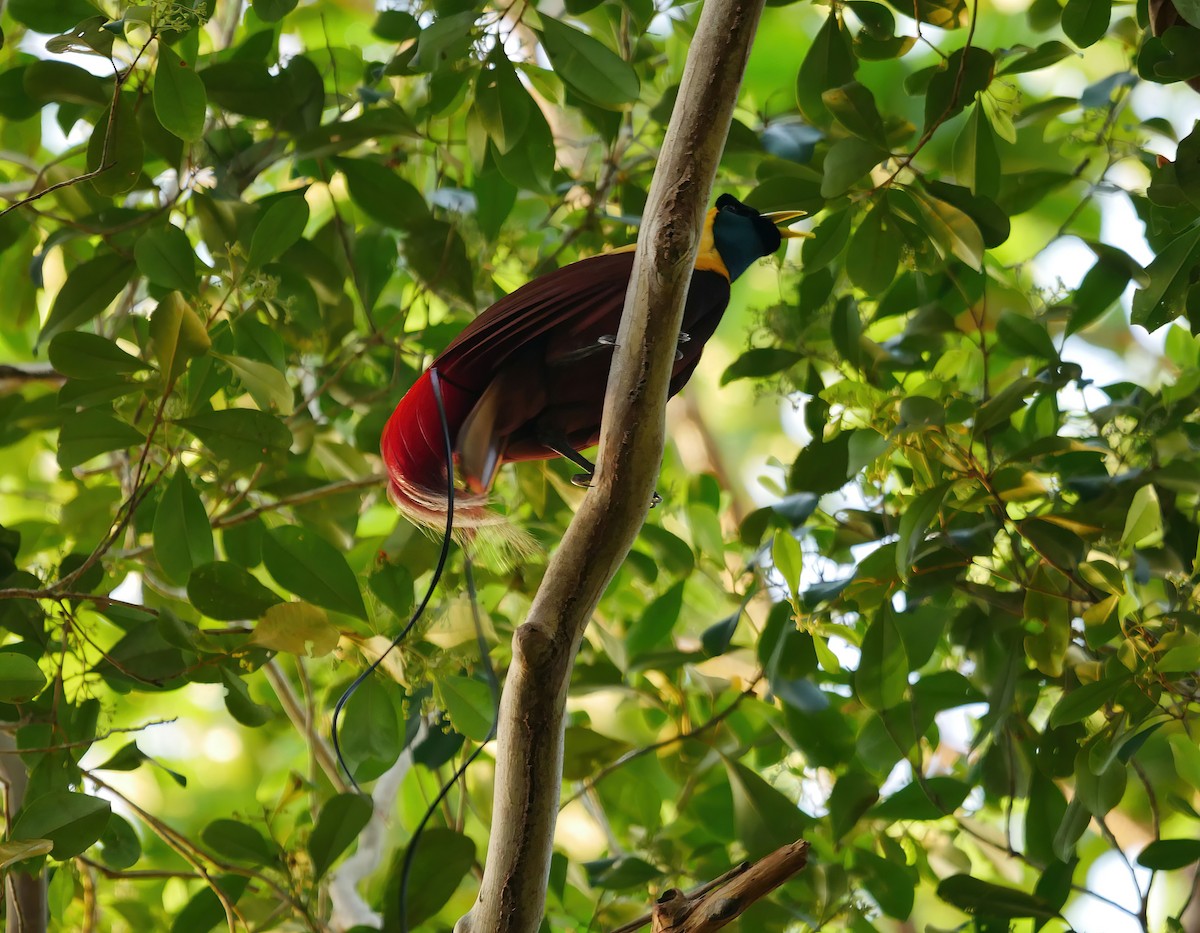 Red Bird-of-Paradise - ML615315622