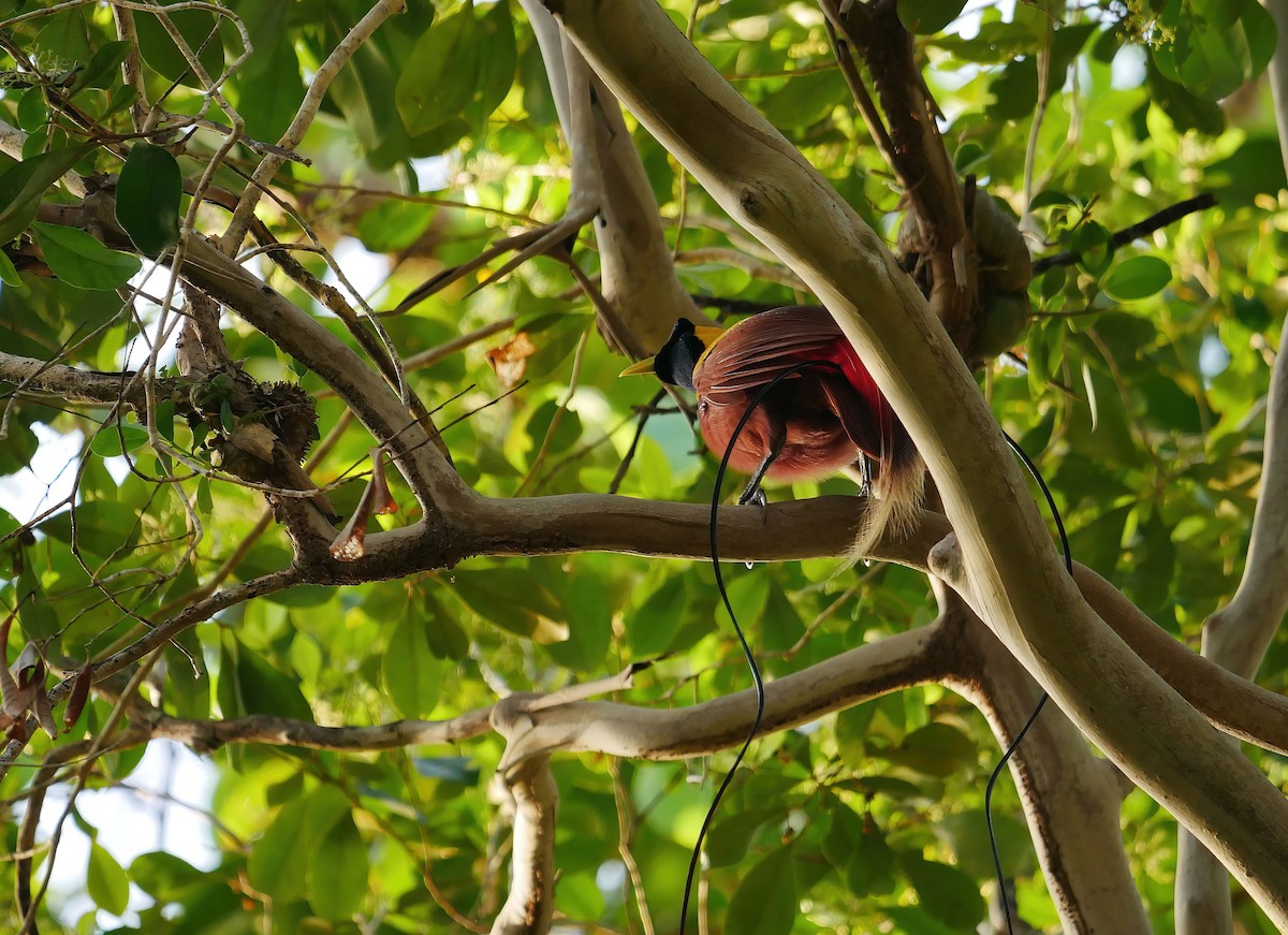 Red Bird-of-Paradise - ML615315625