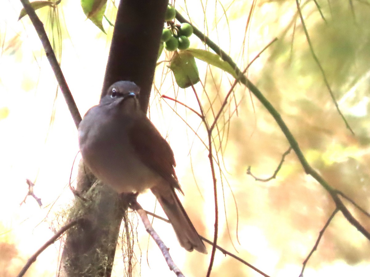 Brown-backed Solitaire - ML615315685
