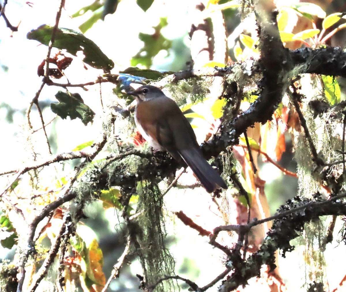 Brown-backed Solitaire - ML615315686