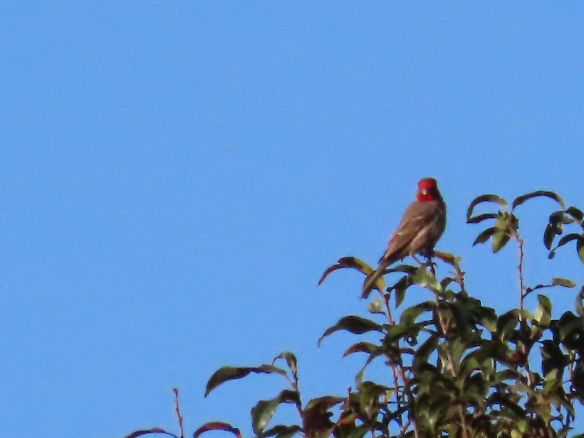 House Finch - Marion McConnell