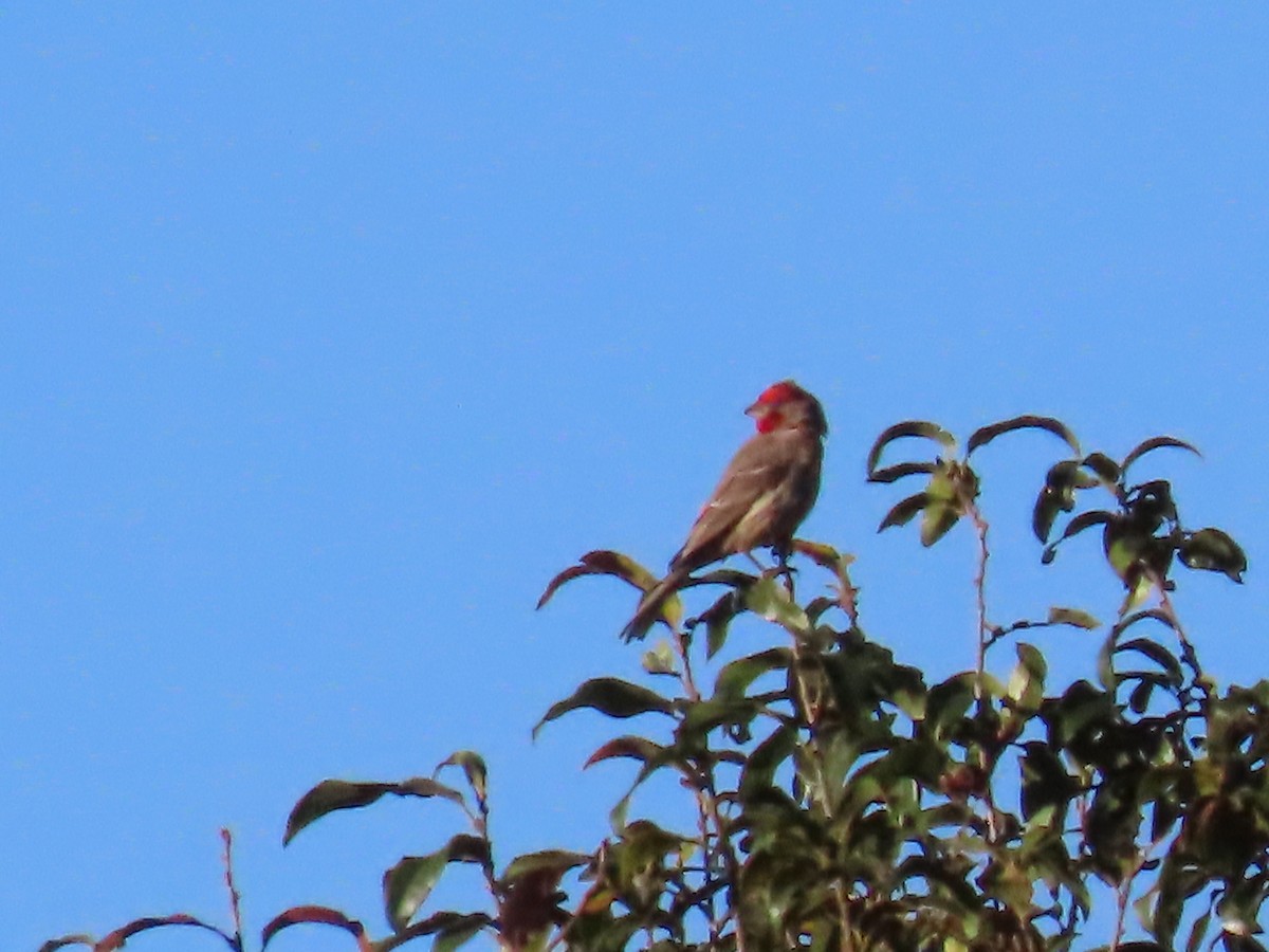 House Finch - Marion McConnell
