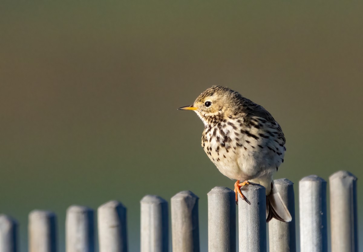 Meadow Pipit - ML615315719