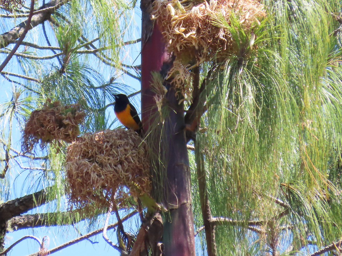 Black-vented Oriole - Marion McConnell