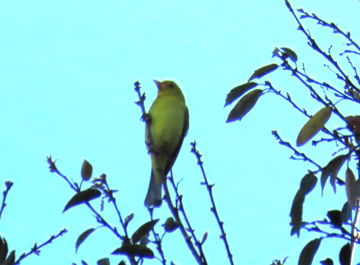 Western Tanager - ML615315830
