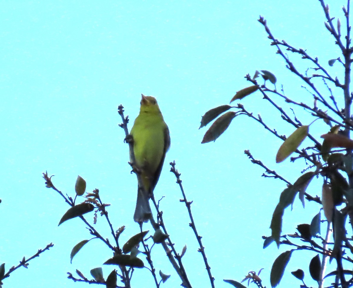 Western Tanager - ML615315831