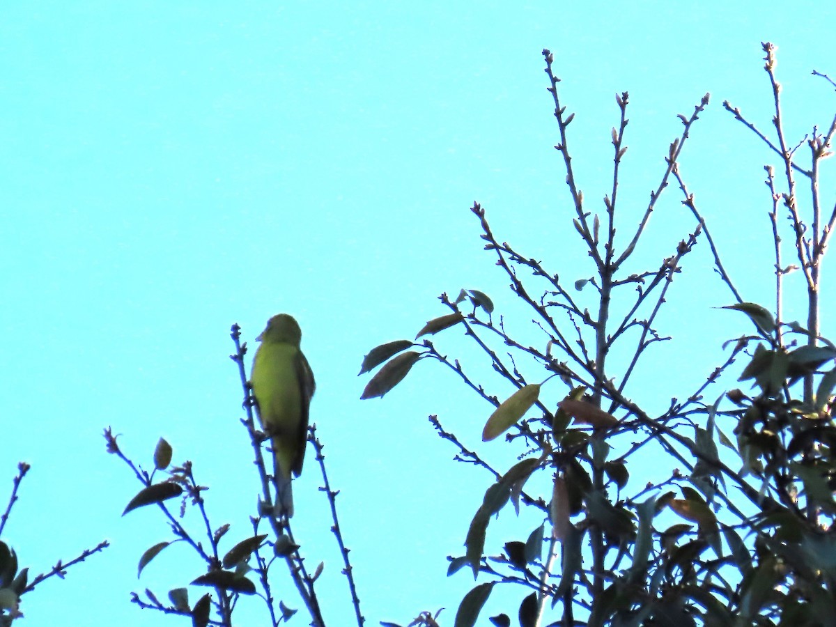 Western Tanager - ML615315833