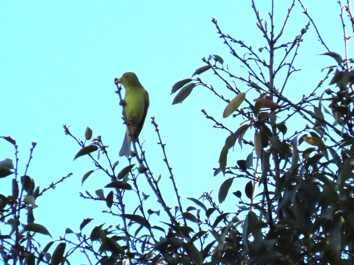 Western Tanager - ML615315834