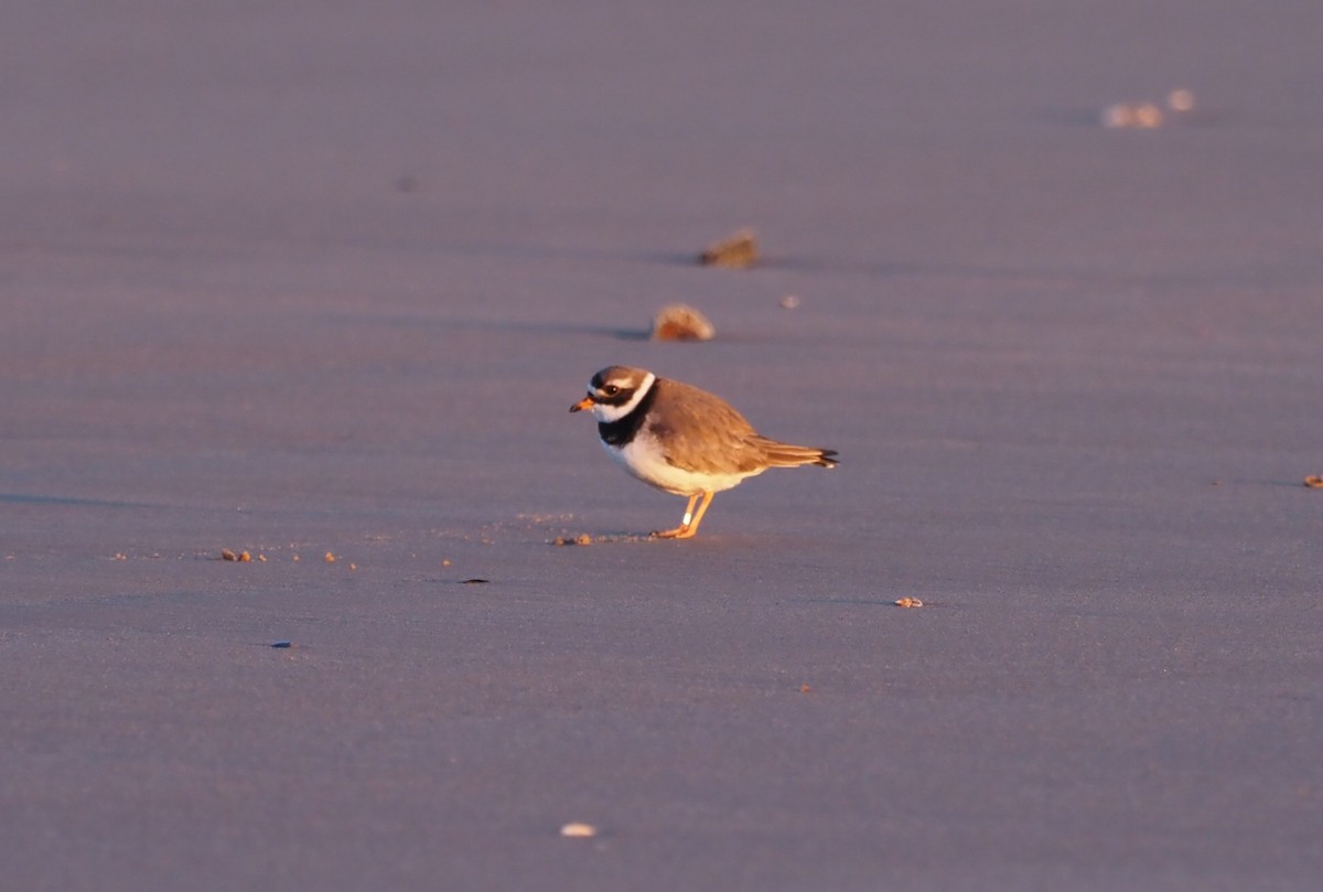 Common Ringed Plover - ML615315850