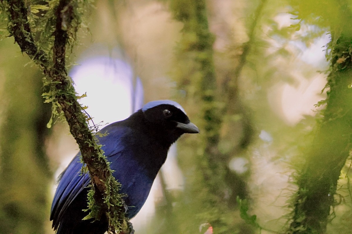 Azure-hooded Jay - Eric Demers