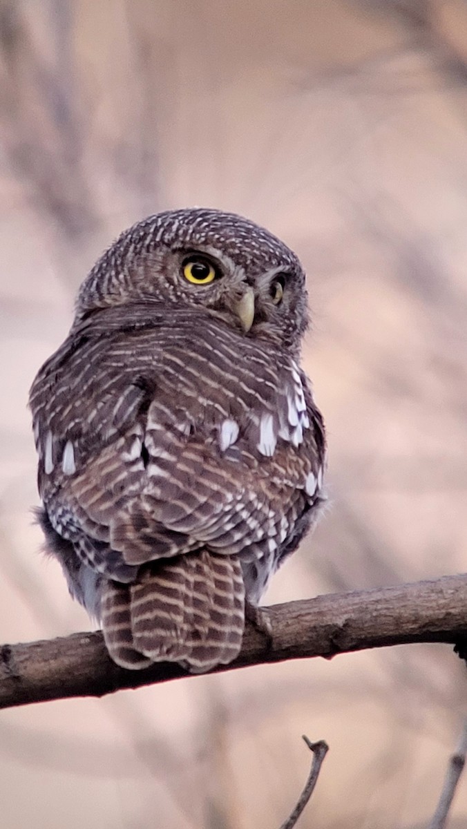 African Barred Owlet - ML615316143