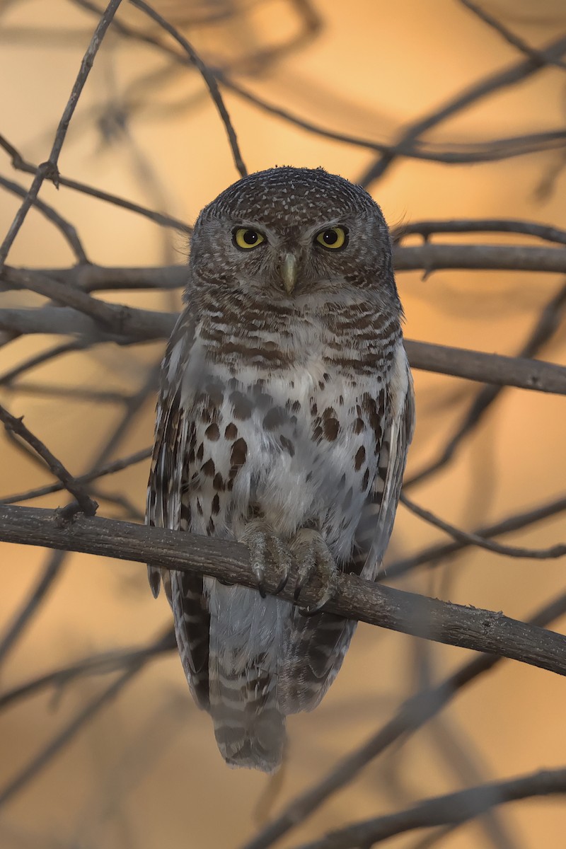 African Barred Owlet - Miquel Àngel Garcia Reàdigos