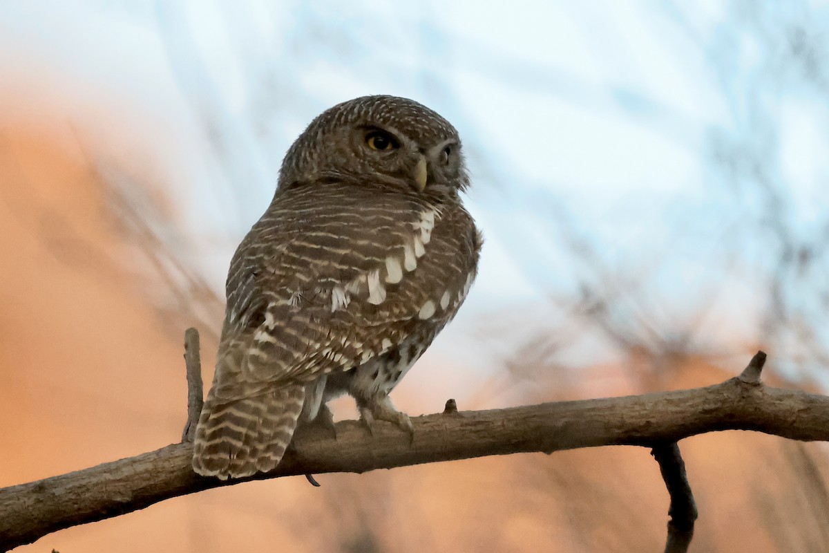 African Barred Owlet - ML615316145