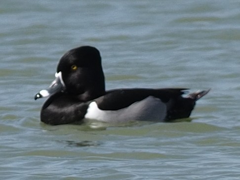 Ring-necked Duck - ML615316188