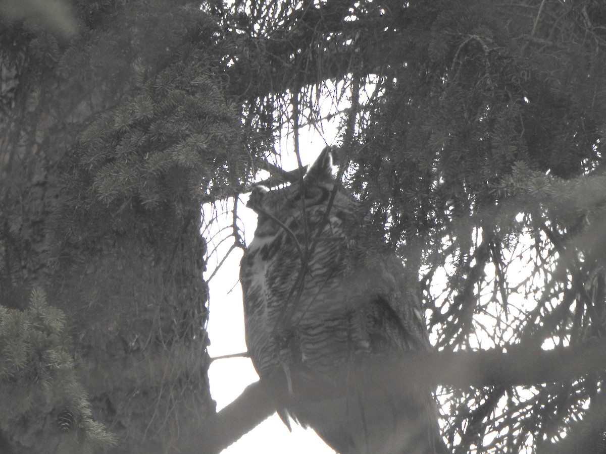 Great Horned Owl - ML615316337
