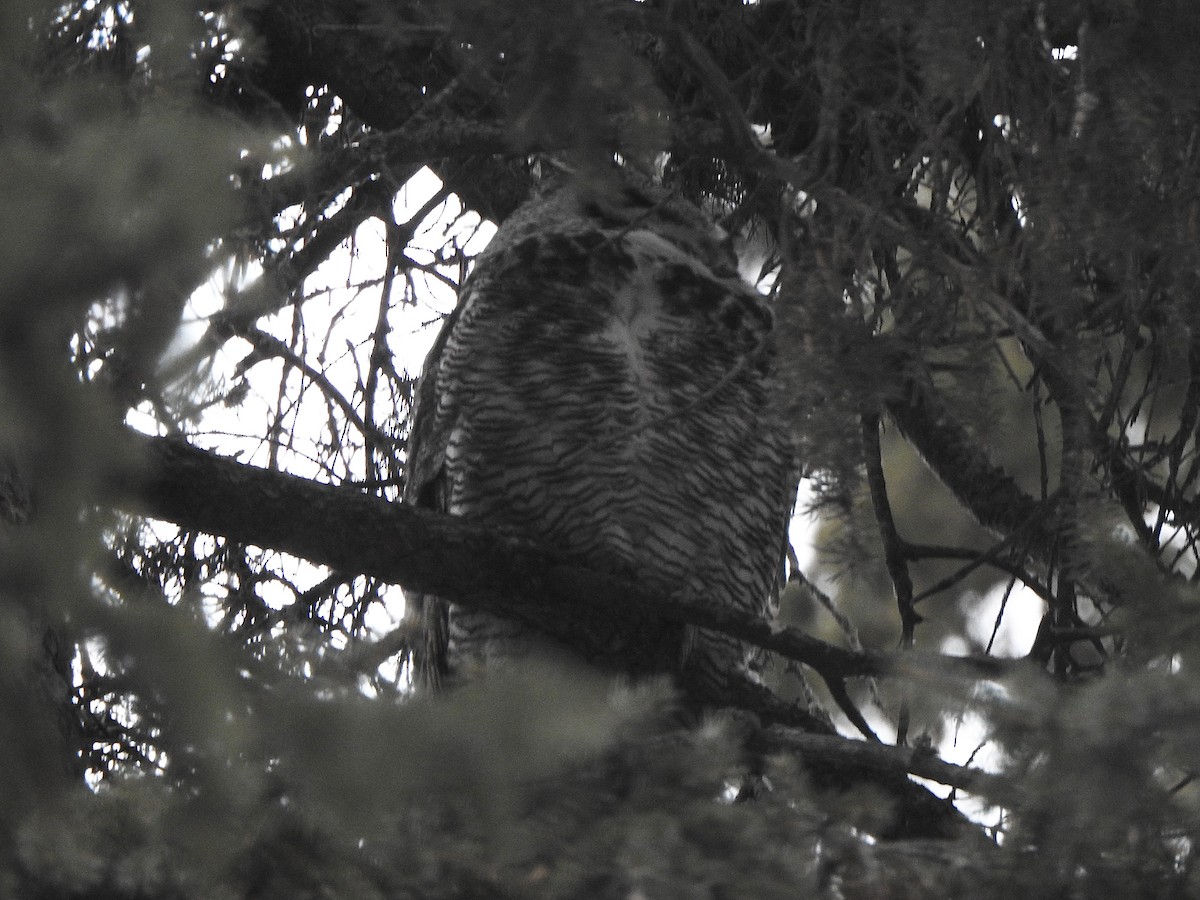 Great Horned Owl - ML615316338