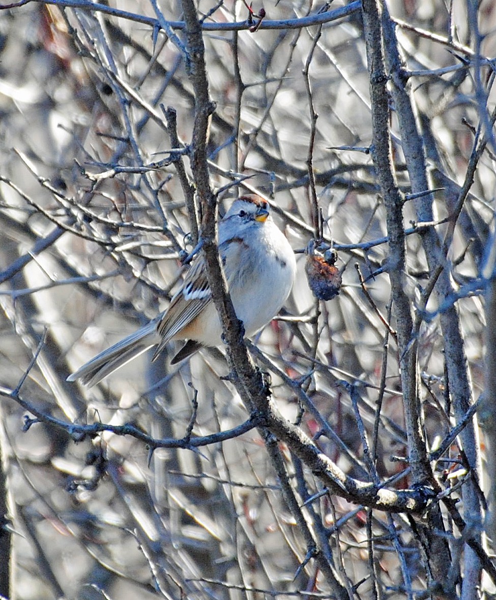 American Tree Sparrow - ML615316439