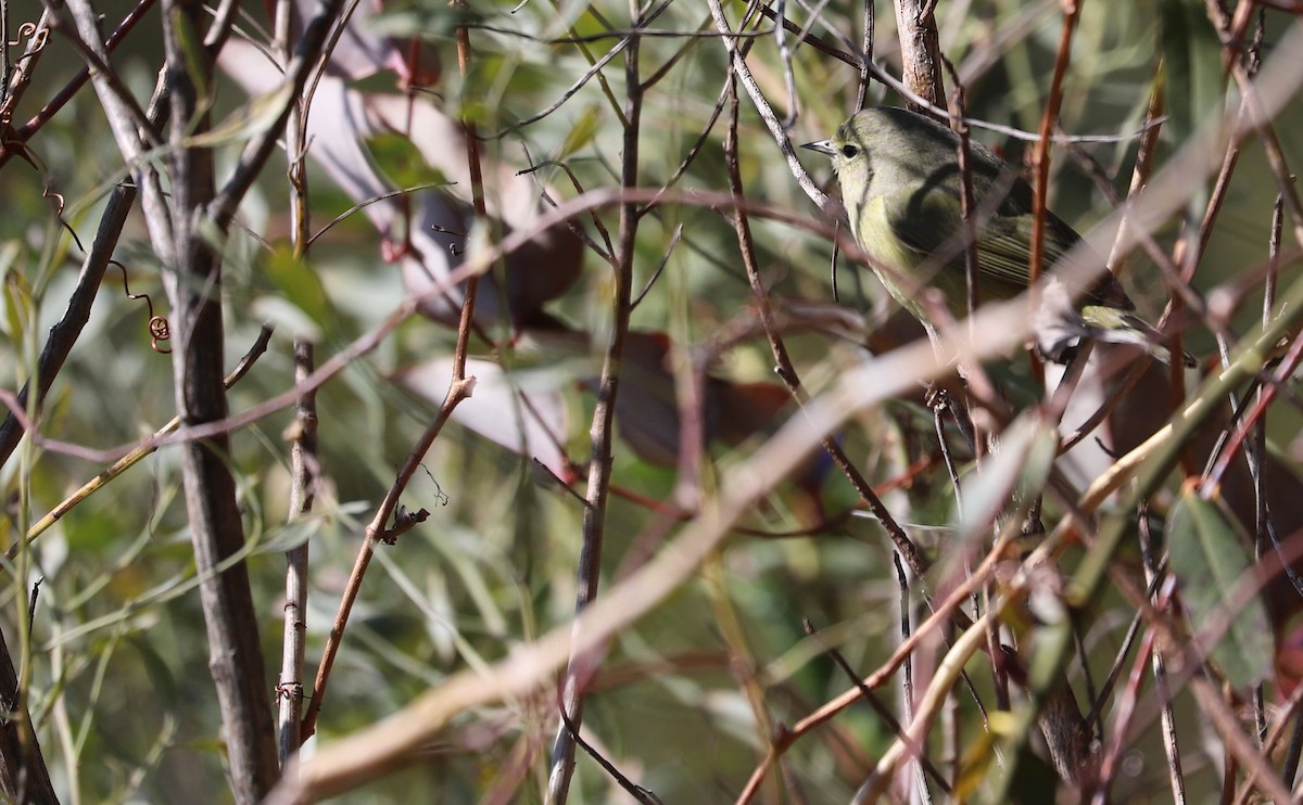 Orange-crowned Warbler - ML615316967