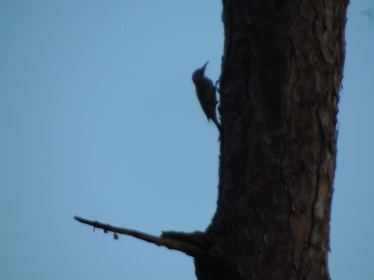 Red-bellied Woodpecker - ML615317029