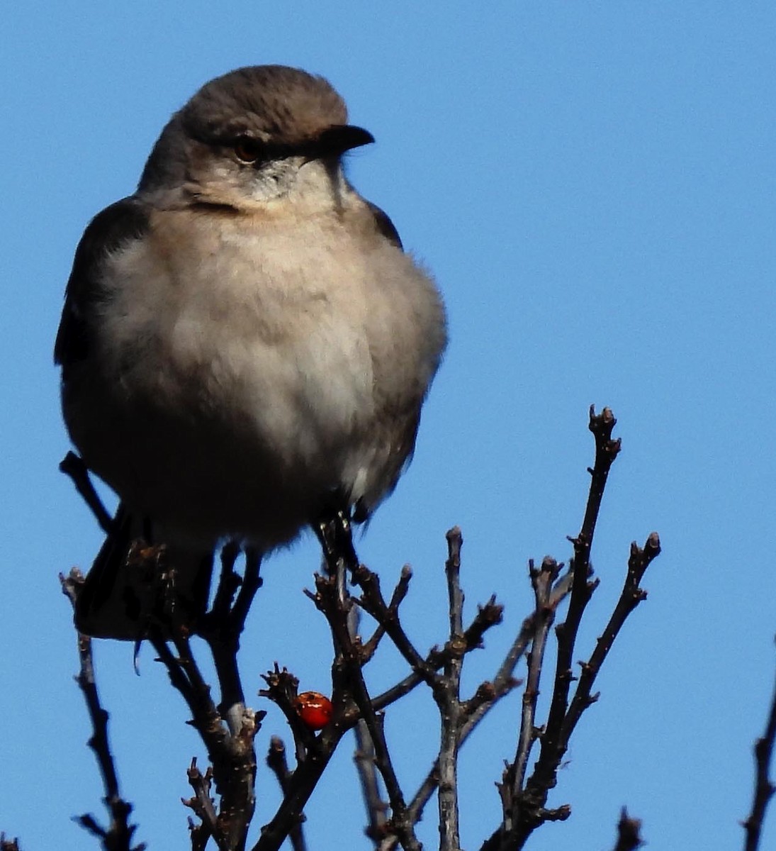 Northern Mockingbird - Jerilyn Duefrene