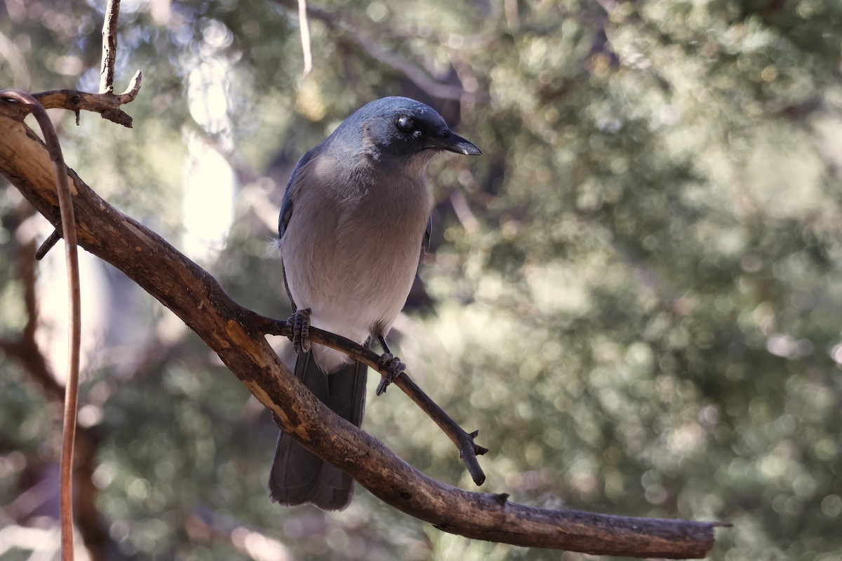 Mexican Jay - ML615317218