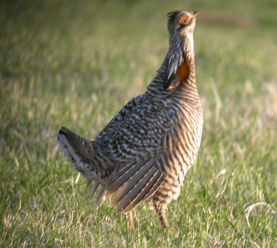 Greater Prairie-Chicken - ML615317232