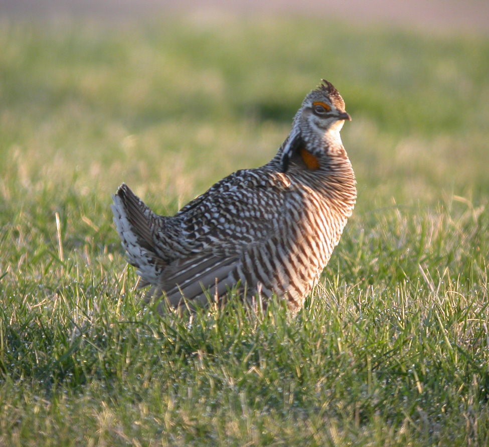 Greater Prairie-Chicken - ML615317239