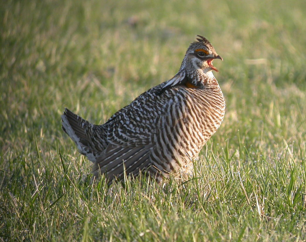 Greater Prairie-Chicken - ML615317240