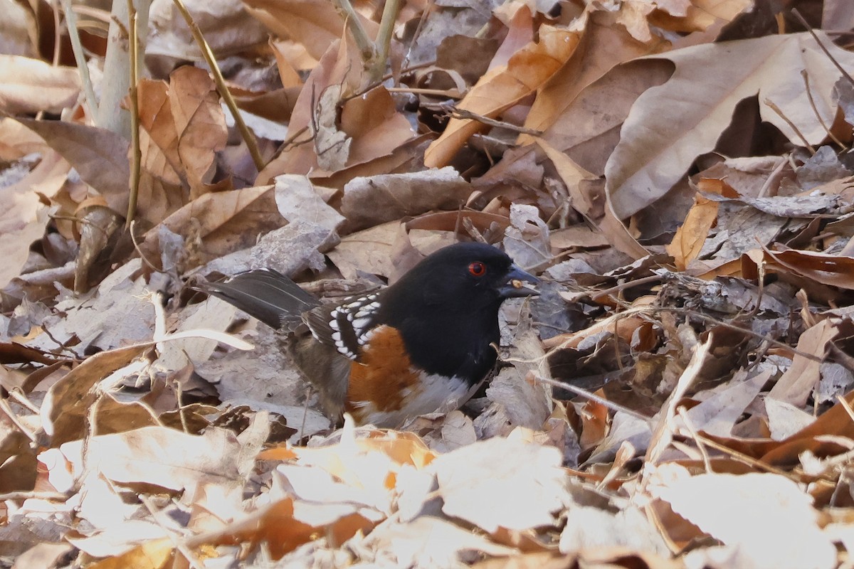 Spotted Towhee - ML615317249