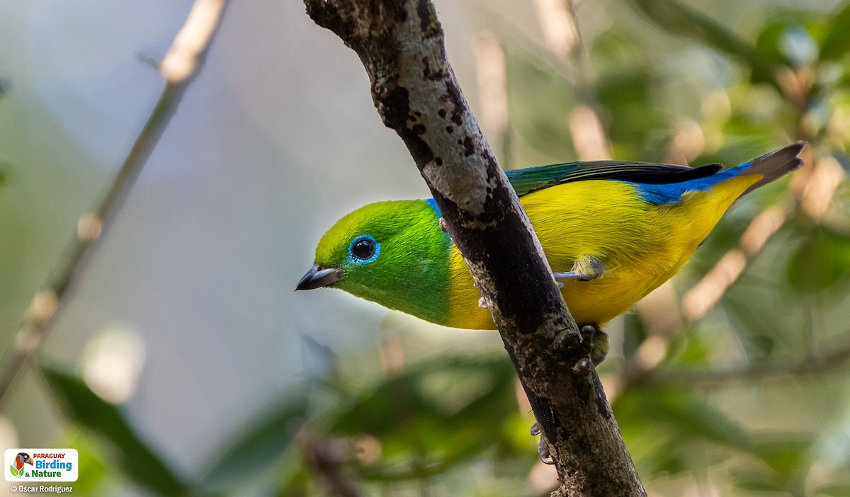 Blue-naped Chlorophonia - Oscar  Rodriguez CON-Paraguay Birding & Nature