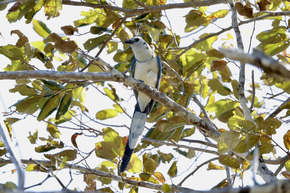 White-throated Magpie-Jay - ML615317597