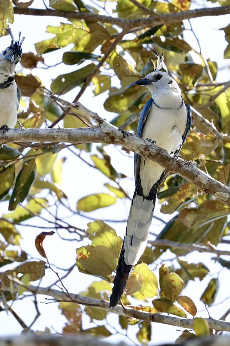 White-throated Magpie-Jay - ML615317598