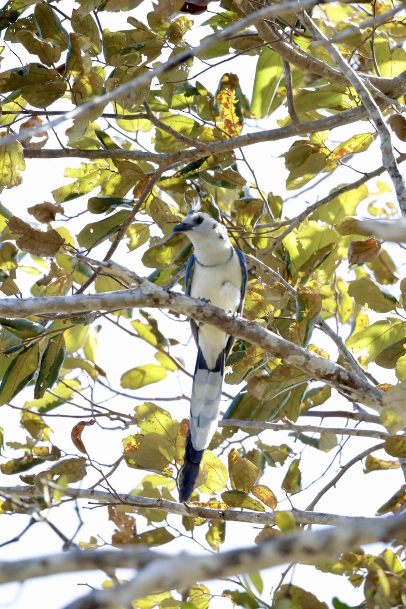 White-throated Magpie-Jay - ML615317599
