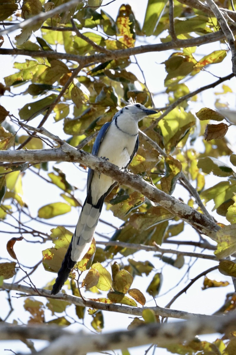 White-throated Magpie-Jay - ML615317600