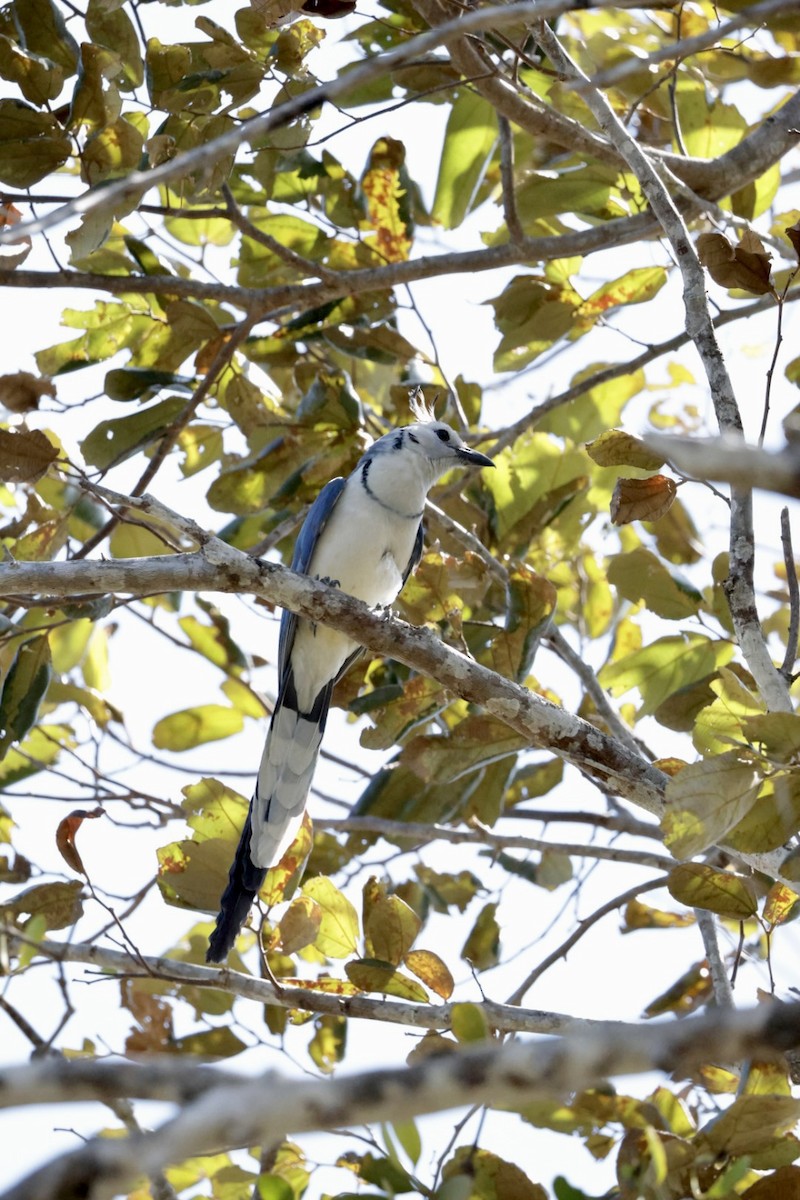 White-throated Magpie-Jay - ML615317601