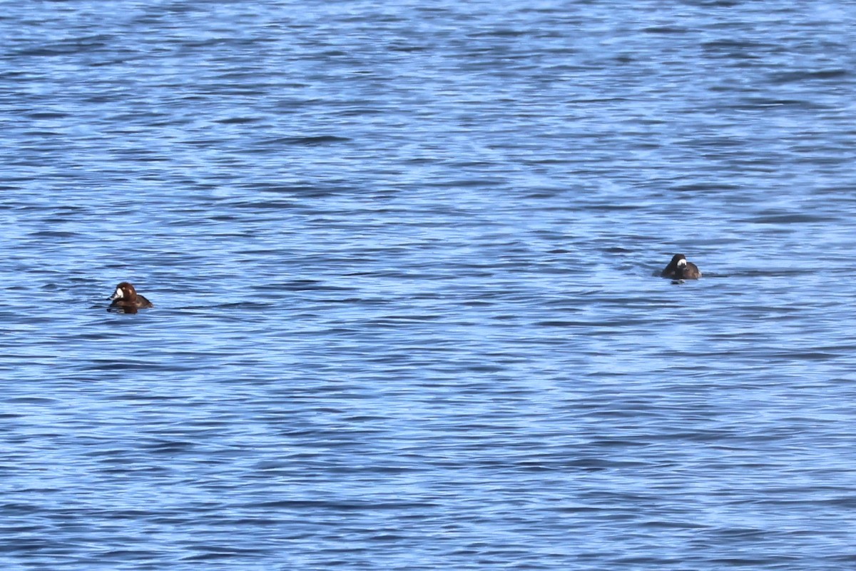 Greater Scaup - ML615317675