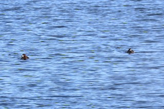 Greater Scaup, ML615317675