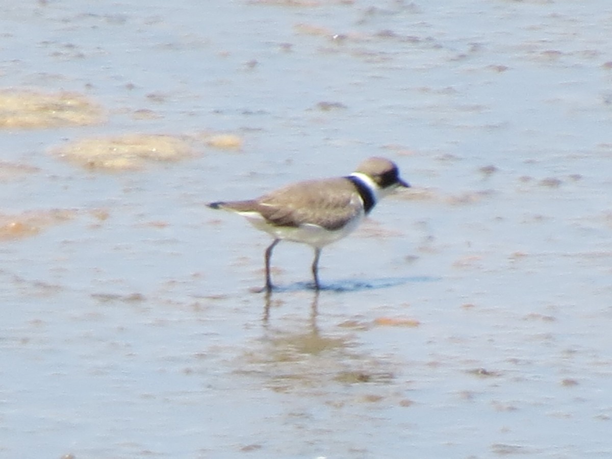 Semipalmated Plover - ML615317735