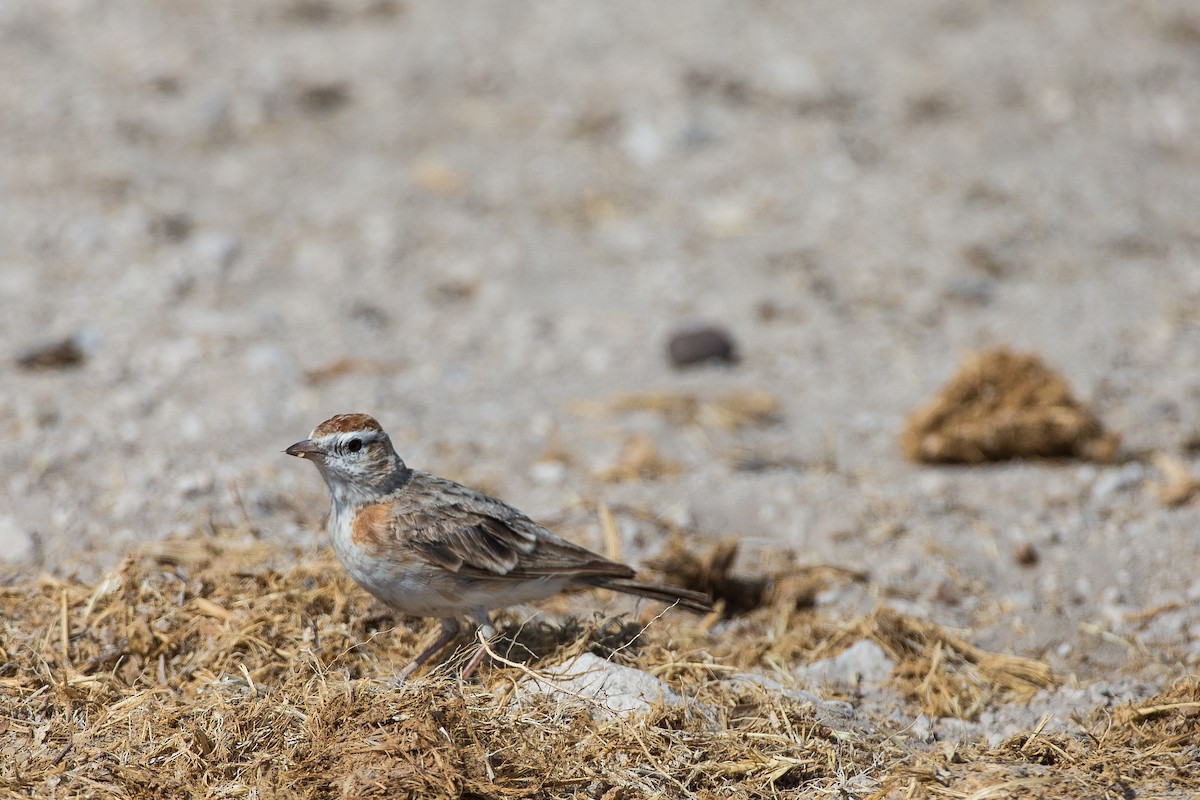 Red-capped Lark - Anonymous