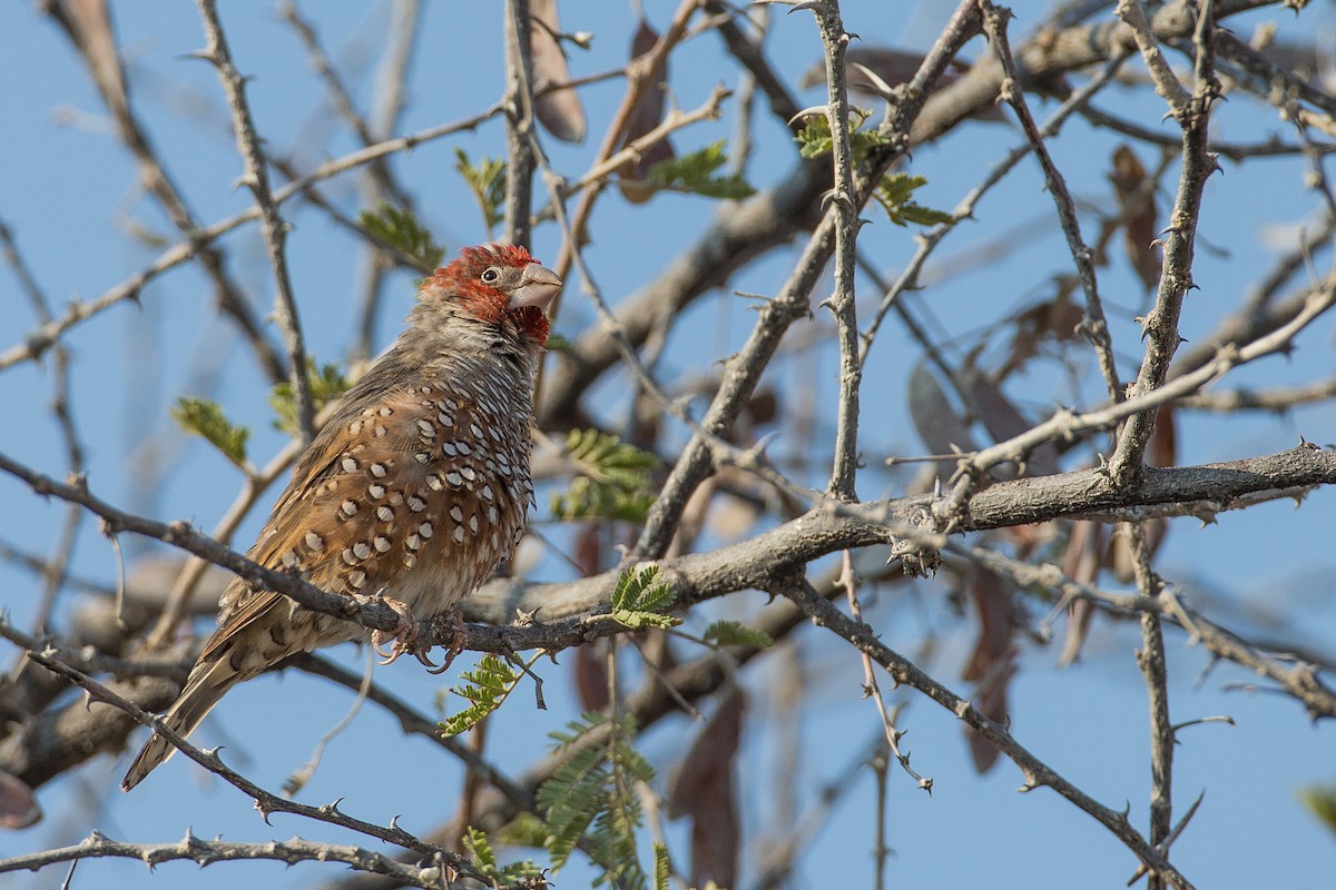 Red-headed Finch - Anonymous