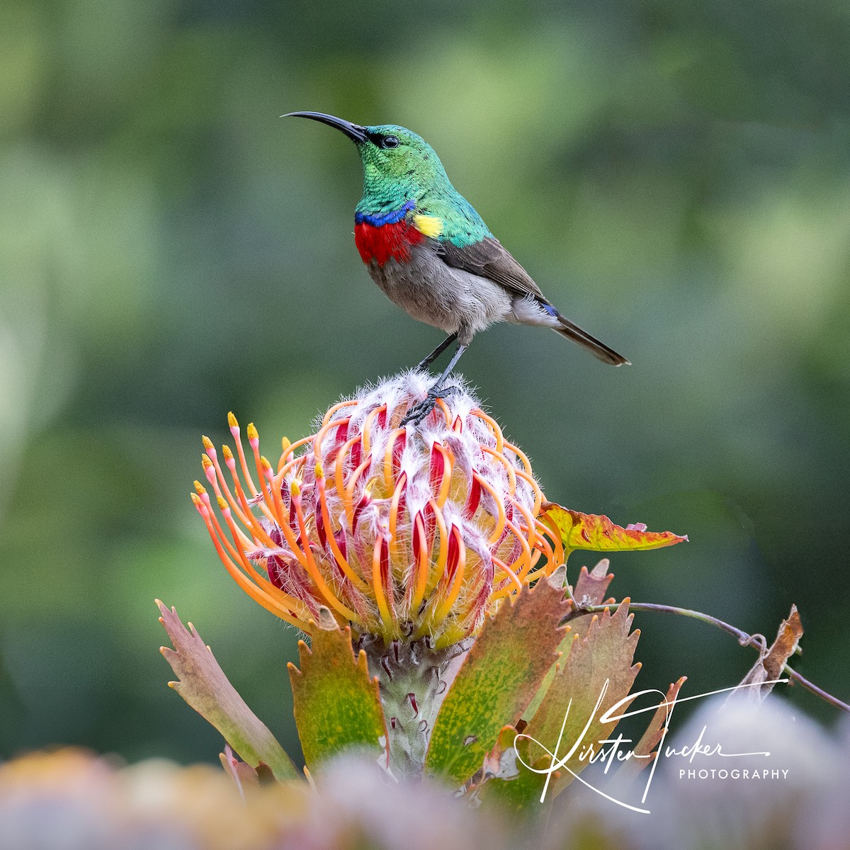 Southern Double-collared Sunbird - ML615318304