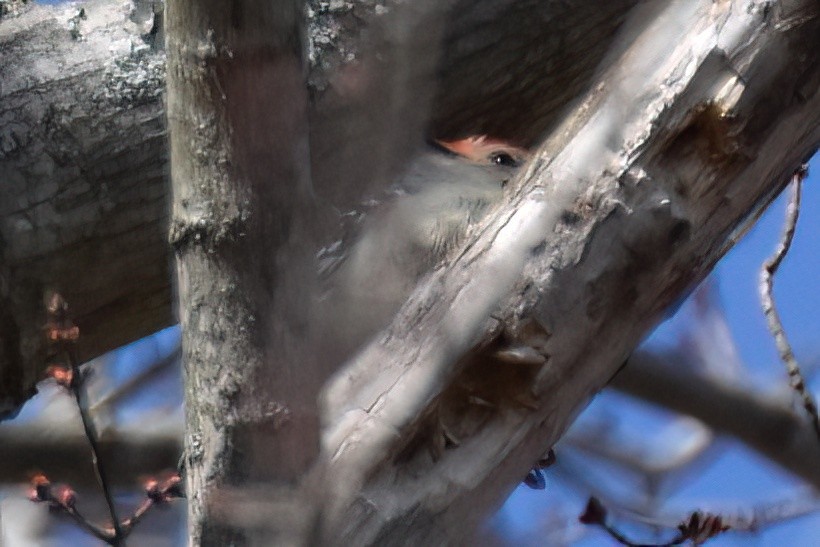 Red-bellied Woodpecker - Derek Hudgins