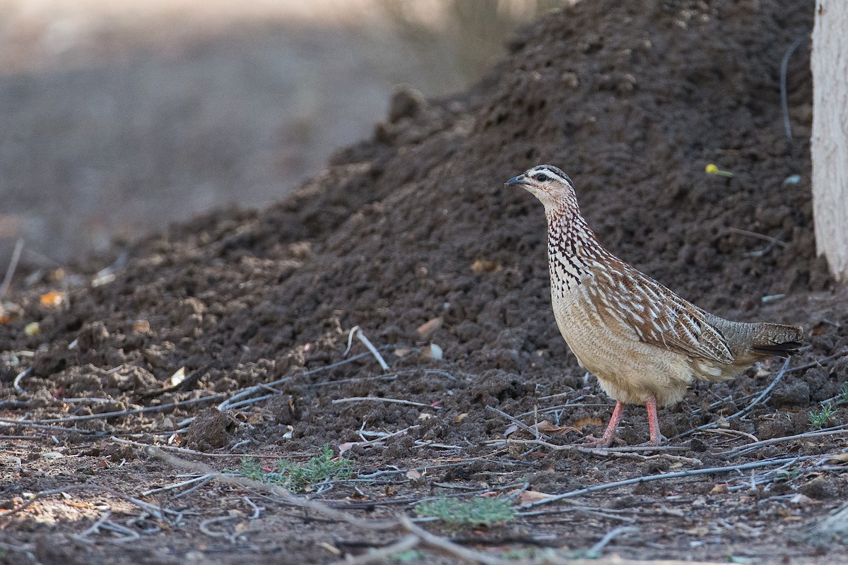Crested Francolin - Anonymous