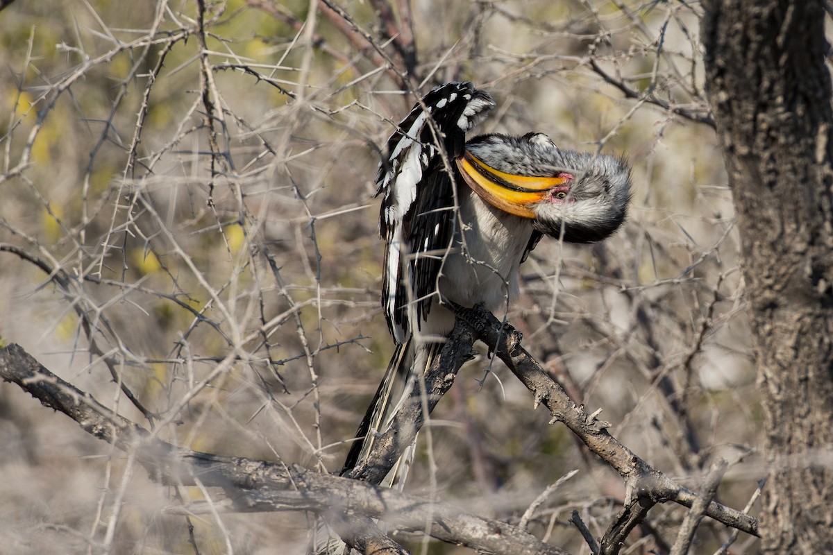 Southern Yellow-billed Hornbill - Anonymous